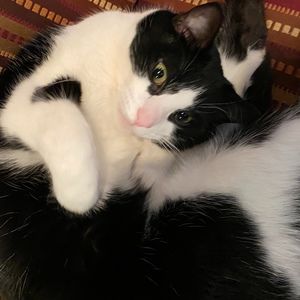 Meet your Posher, Morgan